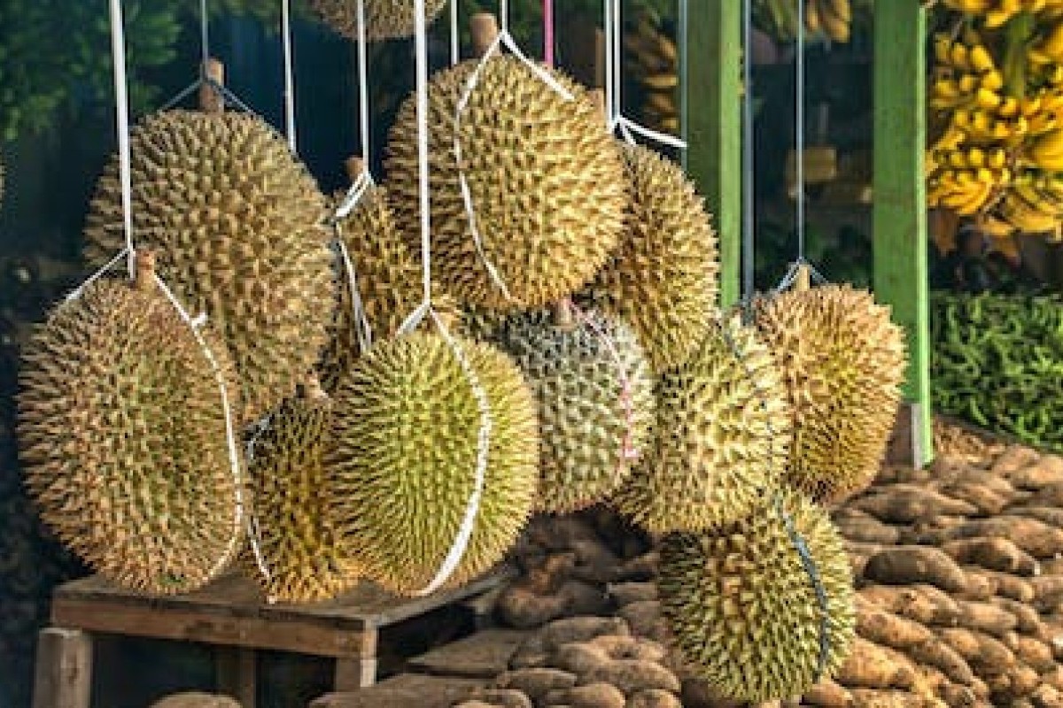 Wow Luar Biasa! Tembus Angka Hingga 738,80 Kuintal, 3 Daerah Ini Jadi Penghasil Durian Dengan Kualitas dan Kuantitas Terbaik di Gunungkidul