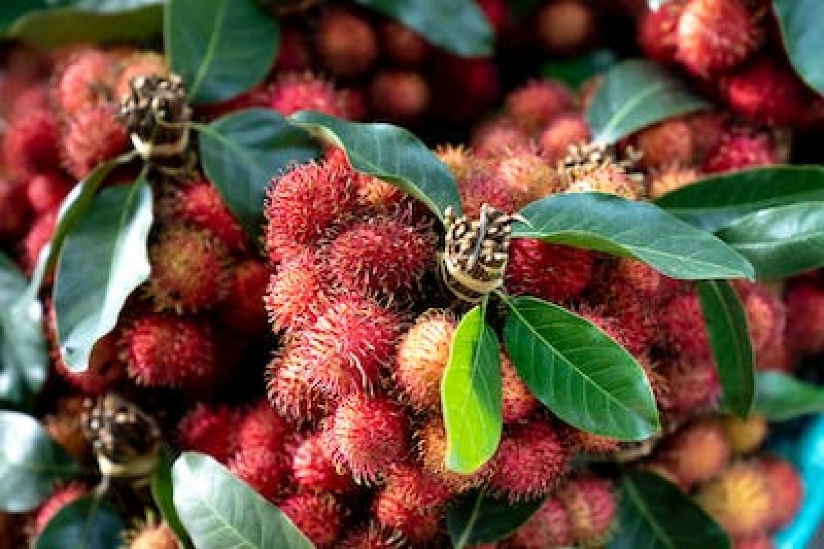 Kalteng Pesta Rambutan! 4 Daerah Ini Jadi Penghasil Terbesarnya di Kalimantan Tengah, Apa Kapuas Termasuk?