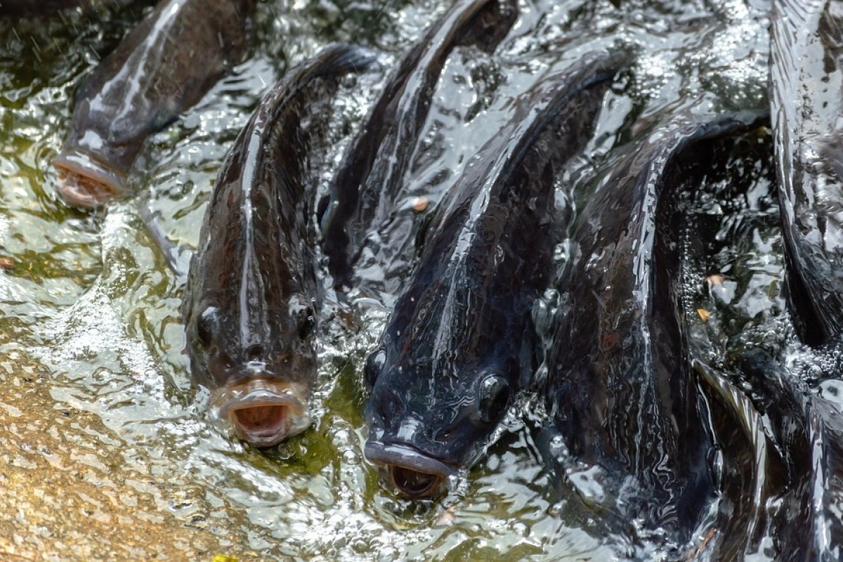 Mengungkap Pesona Tiga Daerah Penghasil Ikan Nila Terbesar di Sumatera Utara, Sayang Bukan Toba dan Deli Serdang Juaranya Melainkan