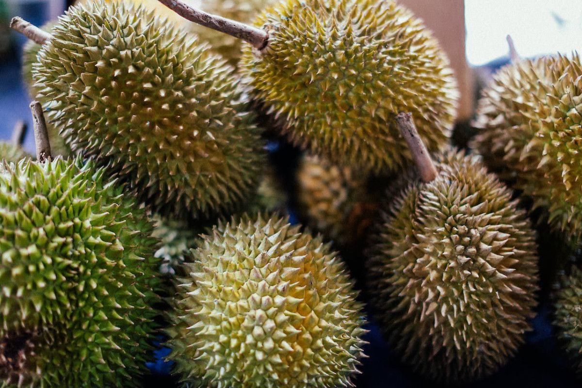 Sulit Ditebak! 3 Rajanya Durian King Sumatera Selatan Terungkap: Inikah Pemenangnya