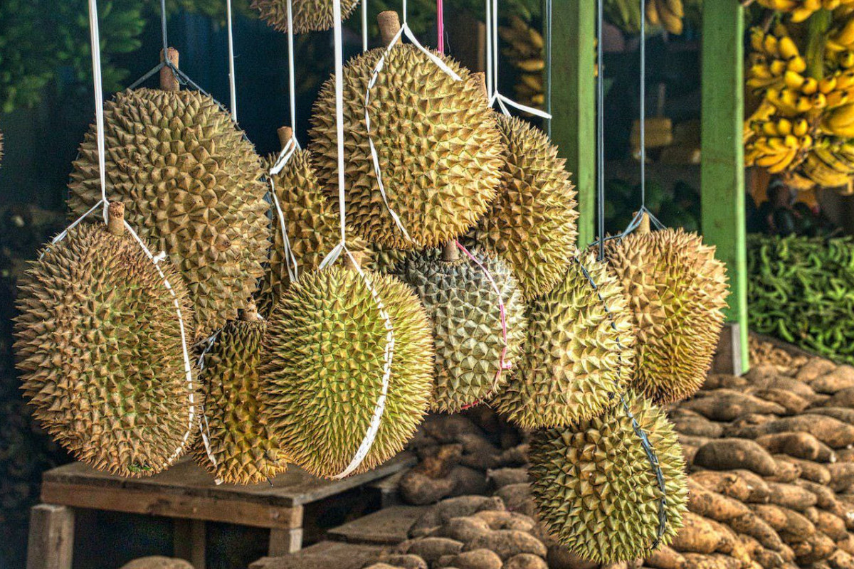 Juaranya TOP 3 Rajanya Penghasil Durian King Terbesar di Sumatera Selatan Ada di Daerah Ini!