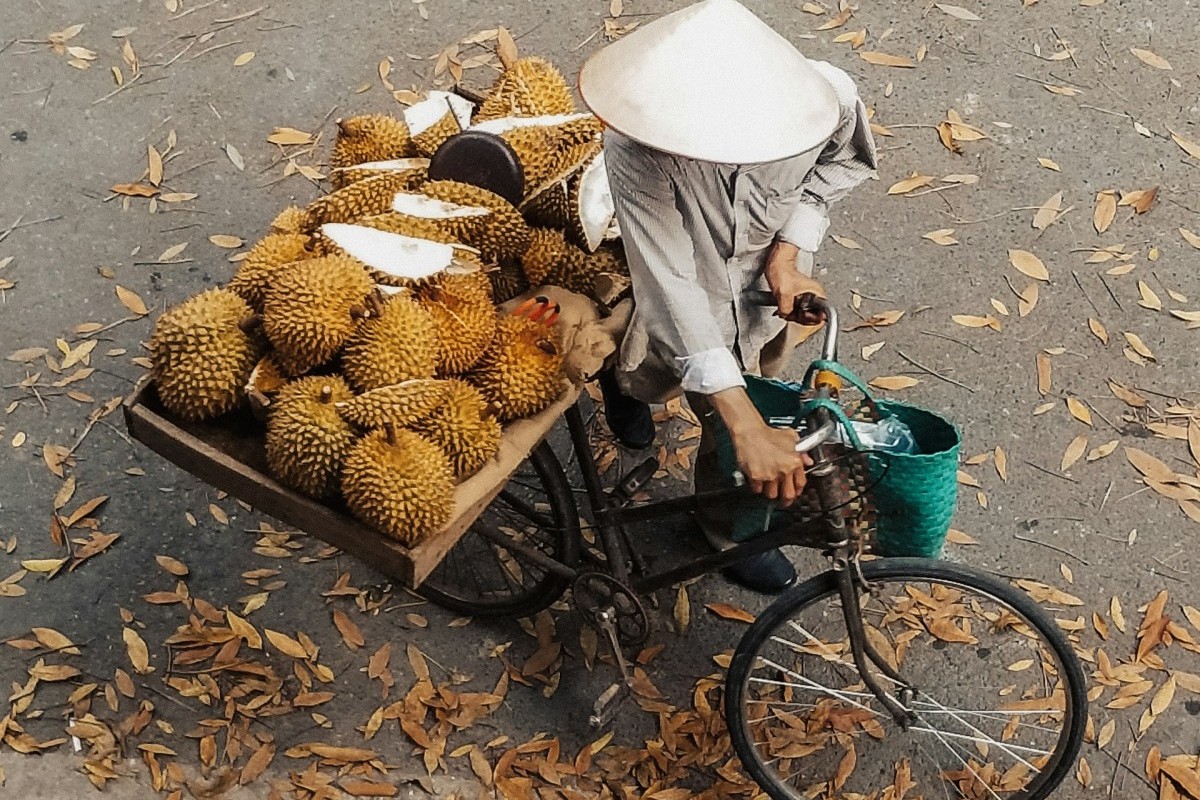 Durian Mania, Terkuak! 5 Kabupaten Penghasil Durian Terbesar di Lampung, Tanggamus Bukan yang Paling Top?