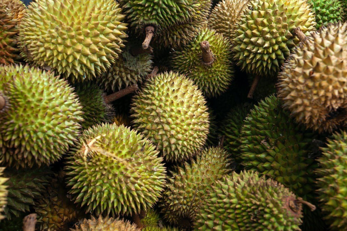 Berikut 3 Desa Penghasil Durian di Jombang Jatim yang Terbesar dan Terkenal Juara Dunia? Dikira Bareng, Ternyata Kecamatan Ini Juaranya