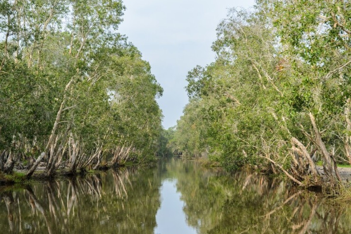 Jadi Habitat Burung Kuntul, Kawasan Wisata Hutan Mangrove di Bantul Jadi Incaran Bagi Para Pecinta Alam, Asik Jadi Tempat Camping Juga