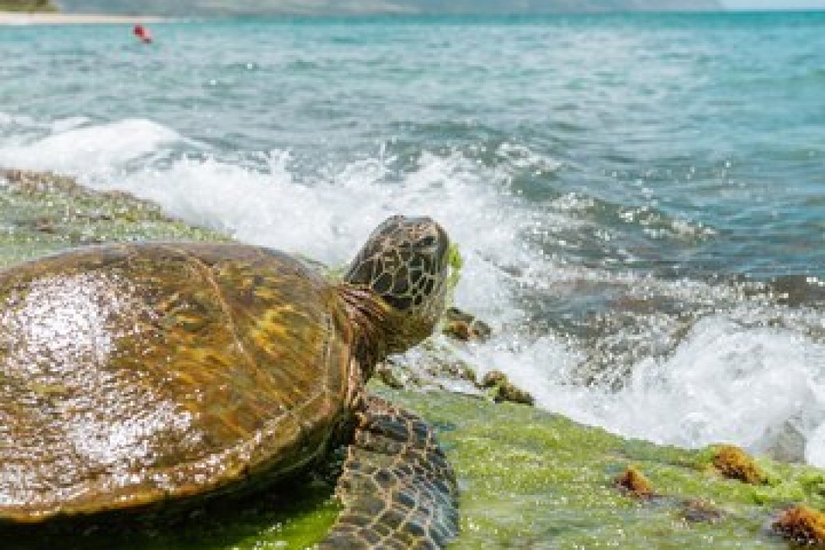 Pantai Cantik dan Laguna Unik di Kebumen Simpan Pesonanya Tersendiri yang Siap Untuk Dijamah: Jadi Tempat Konservasi Penyu Juga