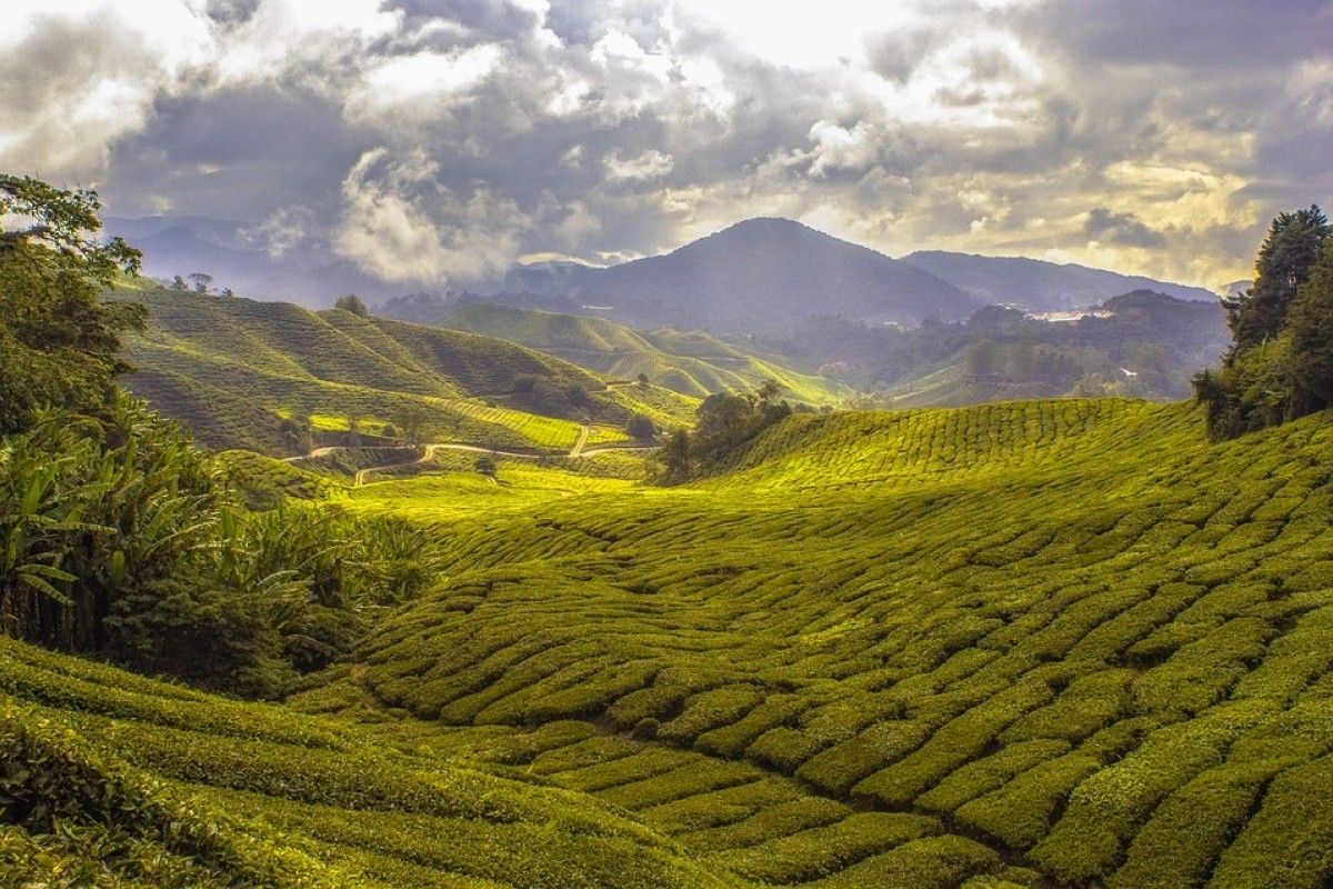 Kabupaten Pringsewu Jadi Hadiah Bandar Lampung untuk Tagamus Usai Dimekarkan pada Tahun 2008, dengan Luas 625 km² dan 9 Kecamatan yang Fenomenal