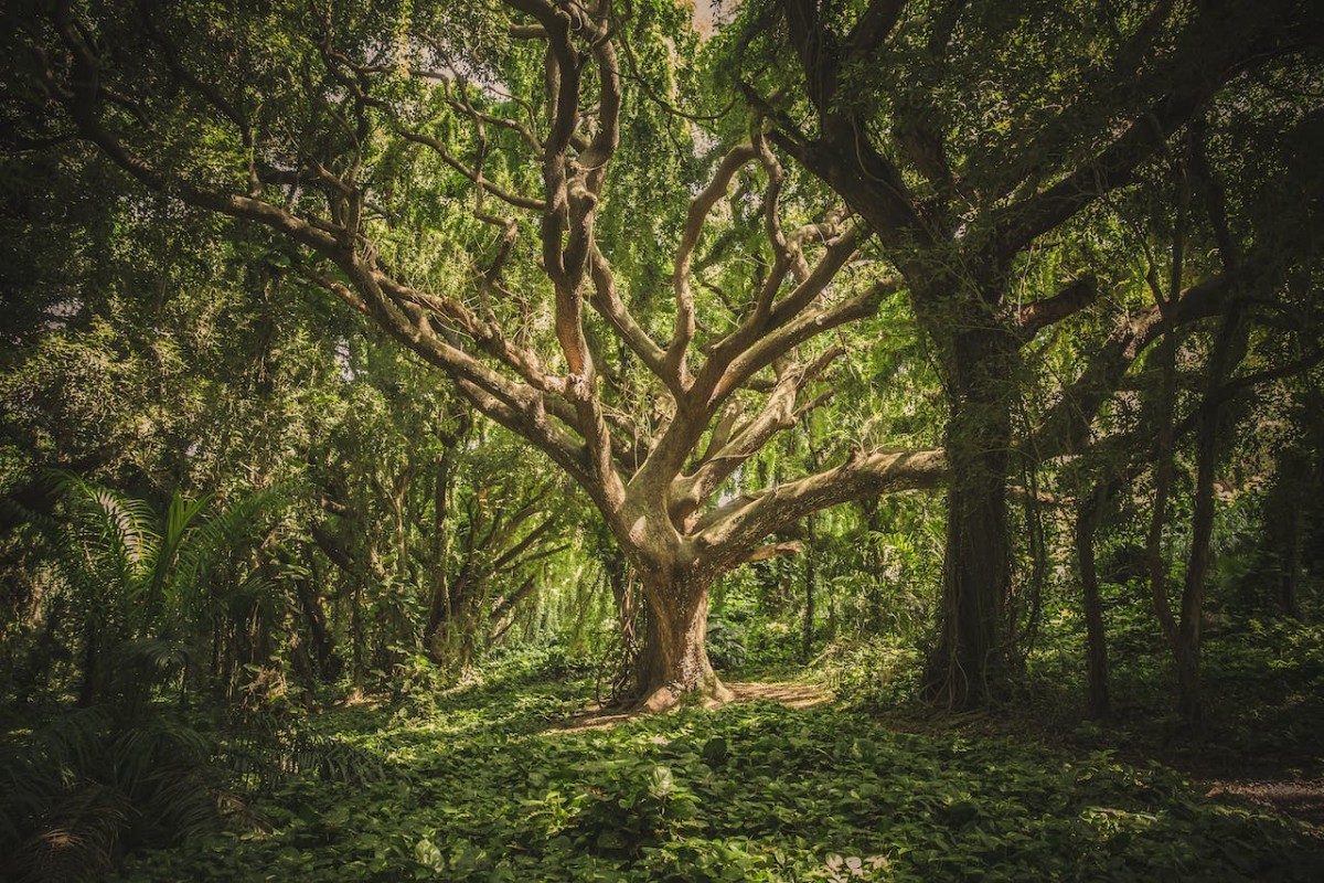 Mengenal Blok Babakan Ciawi yang Dikenal Sebagai Kampung Terpencil di Tengah Hutan Pinus, Ternyata Cuma ada 6 Warga dan Belum Ada Aliran Listrik?