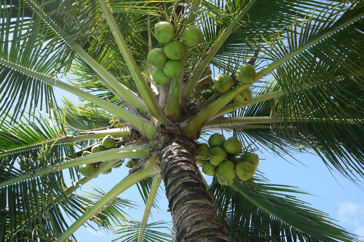 Menyimak Sejuta Manfaat dan Jejak Produksi Buah Kelapa di Kota Malang dengan 5 Kecamatan Terbaiknya, Ada Klojen Hingga Sukun