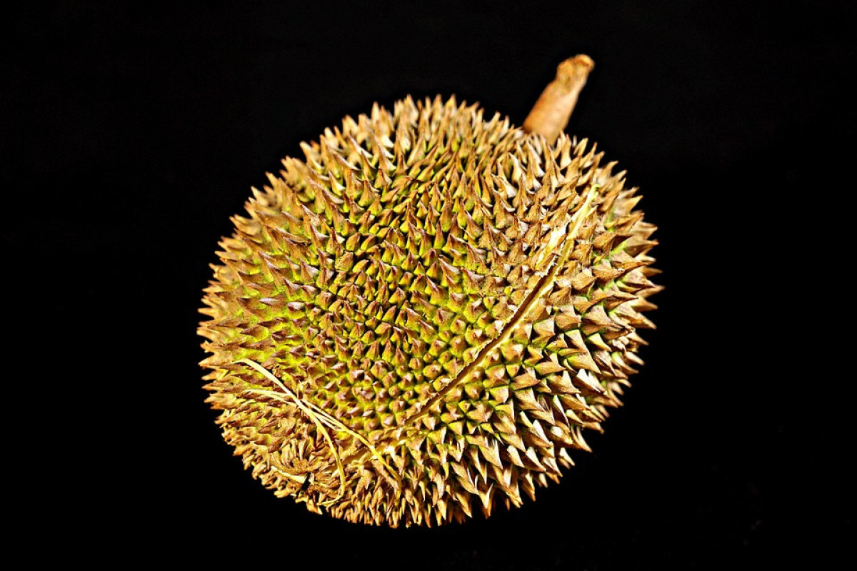 TOP 6 Daerah di Riau Penuh Hasil Panenan Durian, Paling Banyak Rokan Hulu atau Bukan? Ini Jumlah Seluruhnya Jika Ditatotal!