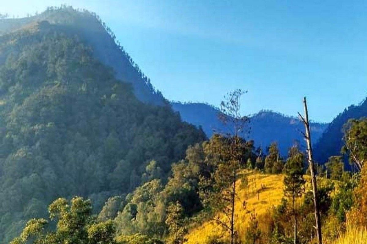 Eksotisme Kampung Belanda di Jawa Timur: Dihuni 4 KK, Terletak di Hutan Belantara, Penghuninya Mirip Bule Eropa