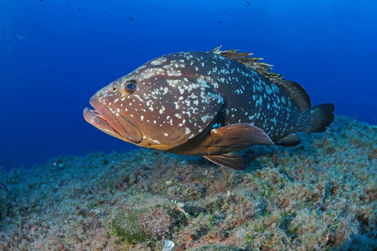 Keajaiban Laut Jawa Timur!  Hanya 3 Daerah Ini yang Hasilkan Ikan Kerapu Terbanyak di Atas 100 Ton! Jaraknya Dekat dengan Surabaya Hanya 105 km