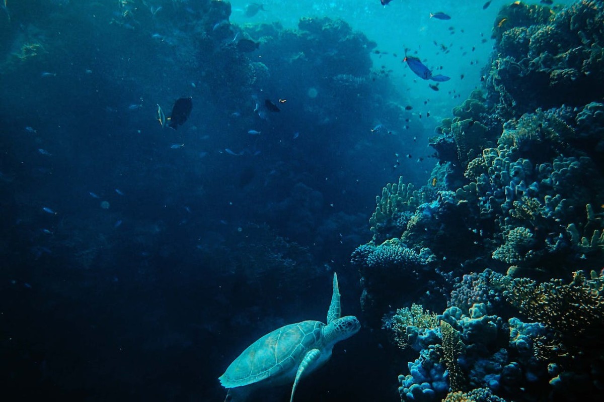 Gorontalo Makin Berjaya Usai Taman Bawah Laut Terbesar dan Terluas Ini Berhasil Buat Kagum Turis Asing! Surganya Pulau Sulawesi Gak Ada di Tempat Lain