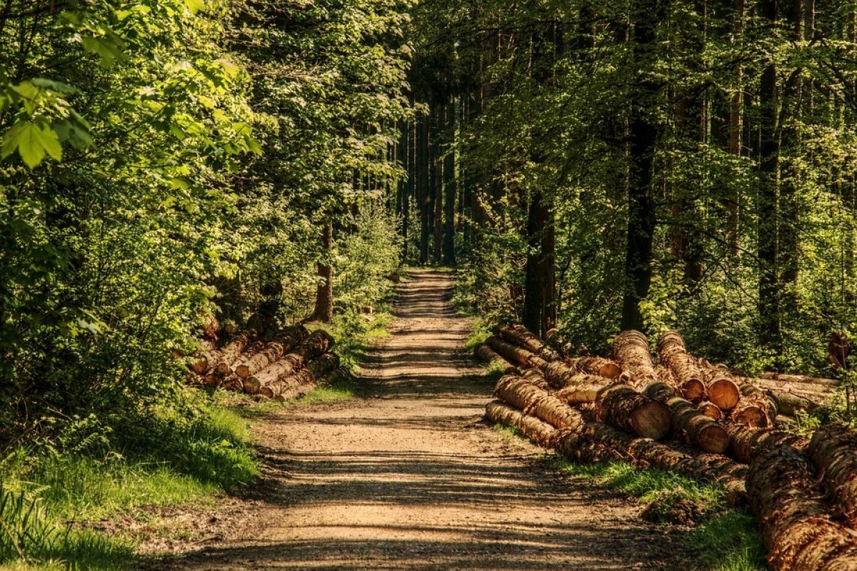 Jualannya Unik! Inilah Warung yang Tersembunyi di Kabupaten Kendal yang ada di Dalam Hutan, Bukanya Mulai 