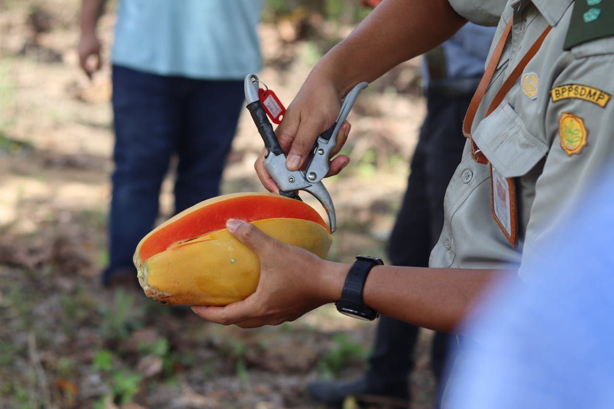 Pepaya Paling Mantap Ada di Sini! Simak Perburuan Gelar Nomor 1 Daerah Penghasil Pepaya di Kabupaten Bantul DIY, Siapakah Yang Mendominasi?