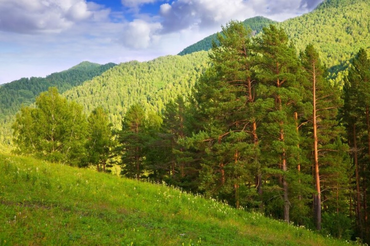 Healing Sambil Menghirup Udara Segar Memang Paling Ajib, 10 Rekomendasi Wisata Hutan Pinus di Jawa Tengah, Catat Alamat dan HTMnya