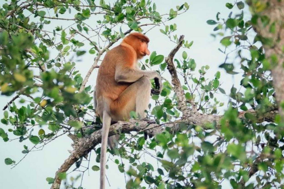 Jarak 1 Jam dari Kota Berau, Temukan Pesona Kampung Permai di Kalimantan Timur yang Terapung di Tengah Sungai Seperti Pulau di Maladewa!