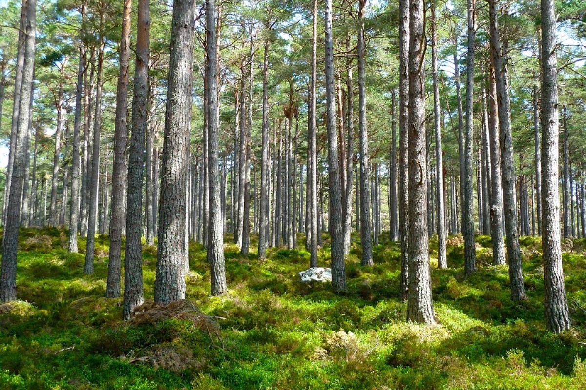 Cuma Dihuni 6 Rumah, Kampung Paling sepi di Kabupaten Sumedang ini Beradi di Tengah Hutan Berantara yang di Tanami Pohon Pinus, Penasaran Warganya Kerja Apa?