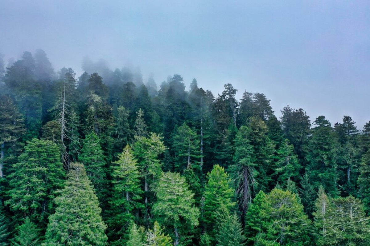 Liburan Asik di Jawa Tengah, Nikmati Kesegaran Udara Hutan Pinus yang Baik Bagi Paru dan Jiwa, Ini 10 Tempat Beserta Alamatnya 