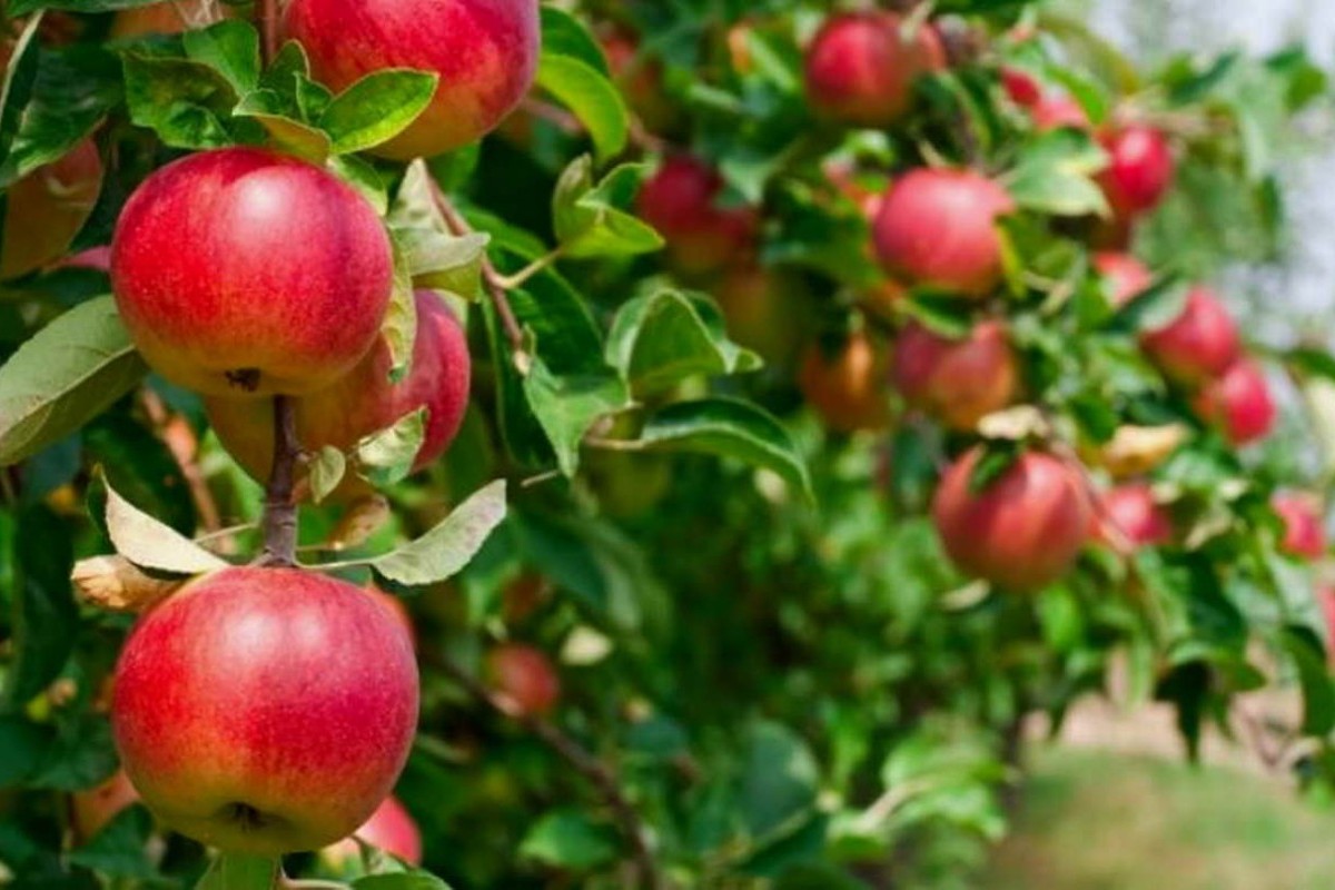 Mengungkap Wilayah Penghasil Apel Terbesar! 5 Wilayah Unggulan Penghasil Buah Apel di Kabupaten Malang, Nomer 2 Ternyata Gak Disangka!