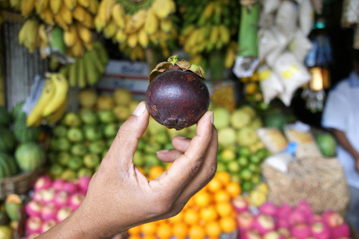 Sawahlunto Berhasil Masuk Daerah Penghasil Buah Manggis di Sumatera Barat! Kalahkan Solok dan Padang, Namun Juaranya Ternyata...