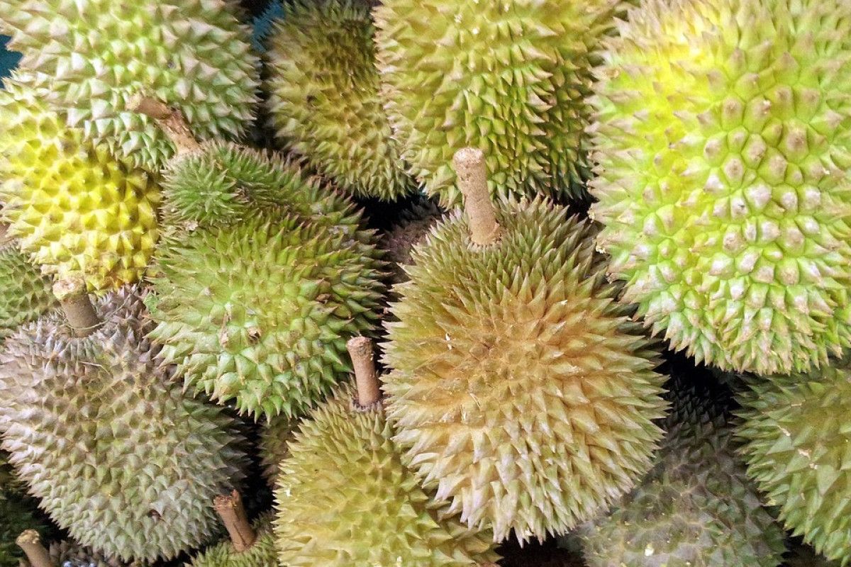 Pusat Durian Sumatera Utara Bukan di Medan? Inilah Daerah yang Menjadi Surga bagi Pecinta Buah Durian