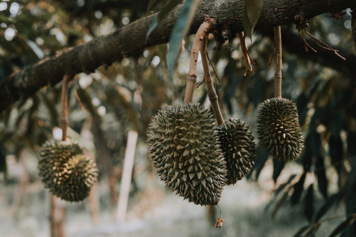 Makan Sampai Mabuk! 3 Gudang Durian di Kabupaten Semarang Ada di Kecamatan Ini, Ternyata Kecamatan yang Menyimpan Kelezatan dan Keberlimpahan Bukan Getasan Saja?