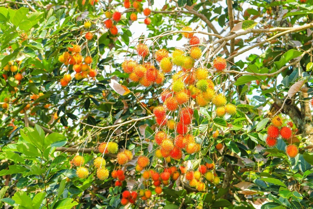 Bukan Malang Tapi Tangerang yang Jadi Raja Rambutan di Indonesia, Nomor 1 Berhasil Bisa Memproduksi 6.499 Kuintal