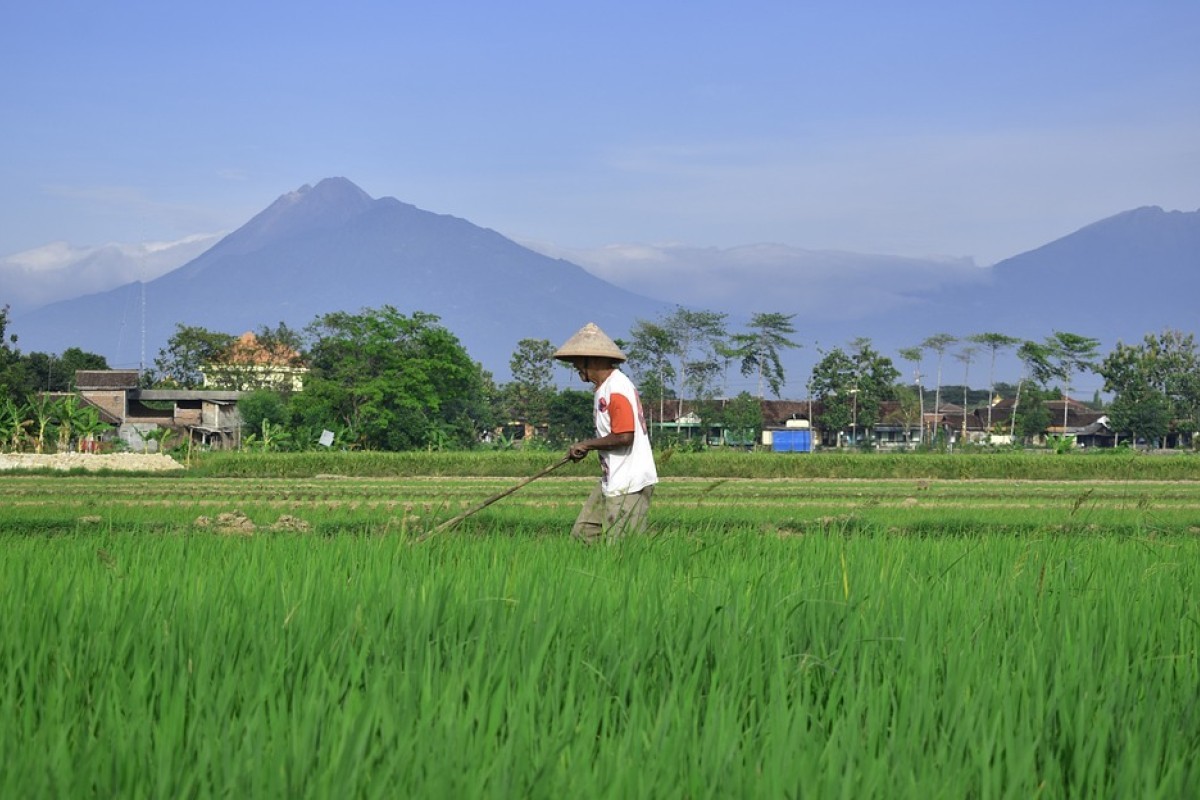 Terjebak di Dunia Aromatik: Desa Terkenal di Tasikmalaya Jadi Perkumpulan Para Penikmat Kopi dan Teh, Dua Kali Pemekaran dan Sensasi Wisata Tak Terlupakan