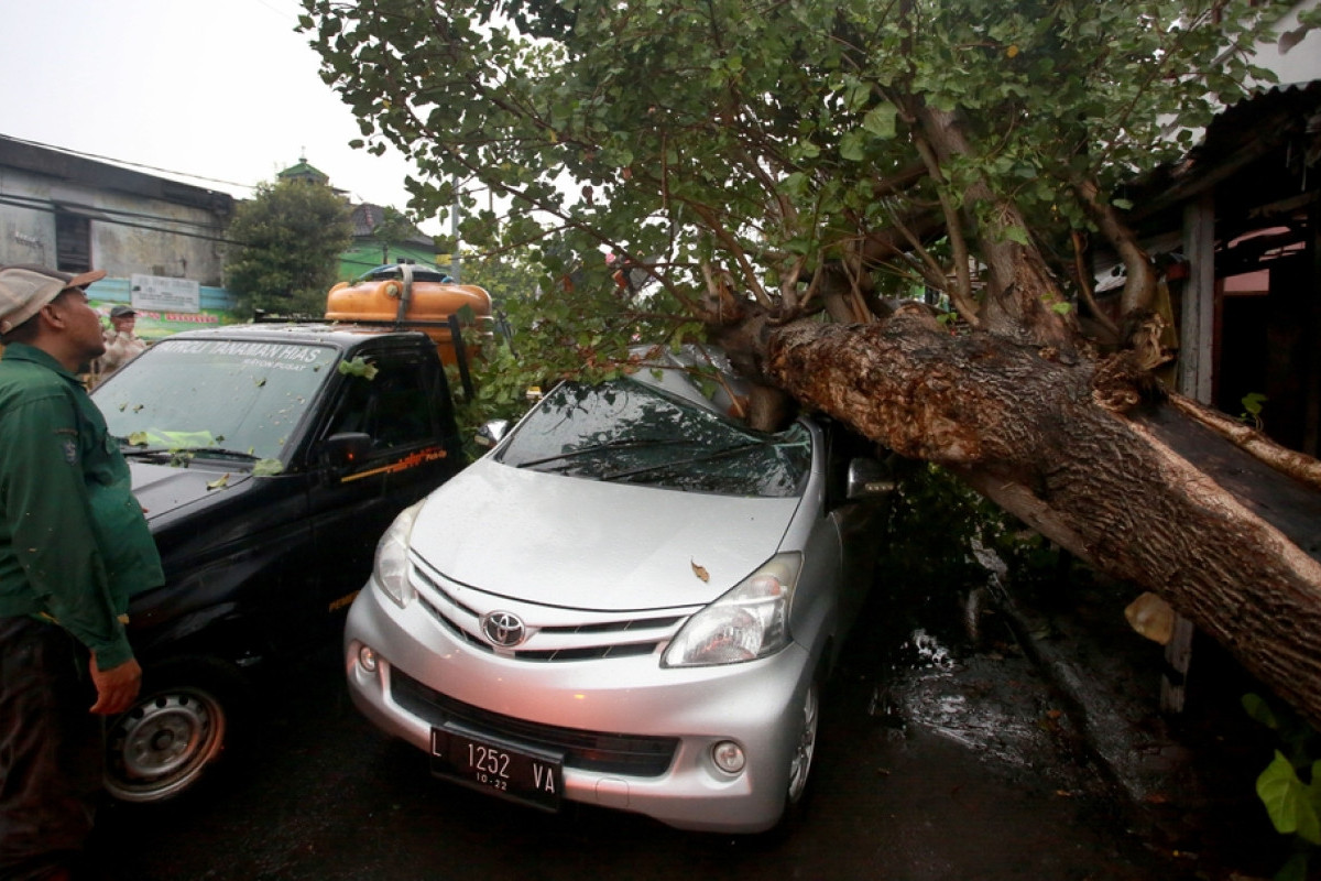 Tak Perlu Panik Mobil Anda Tertimpa Pohon Tumbang, Begini Cara Mengurus Ganti Ruginya