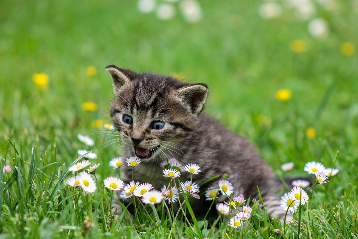 15 Menit dari Dermaga Penyeberangan Belang-Belang, Nikmati Eksotisme Pulau Kucing di Polewali Mandar, Surga Tersembunyi Bagi Pecinta Kucing 