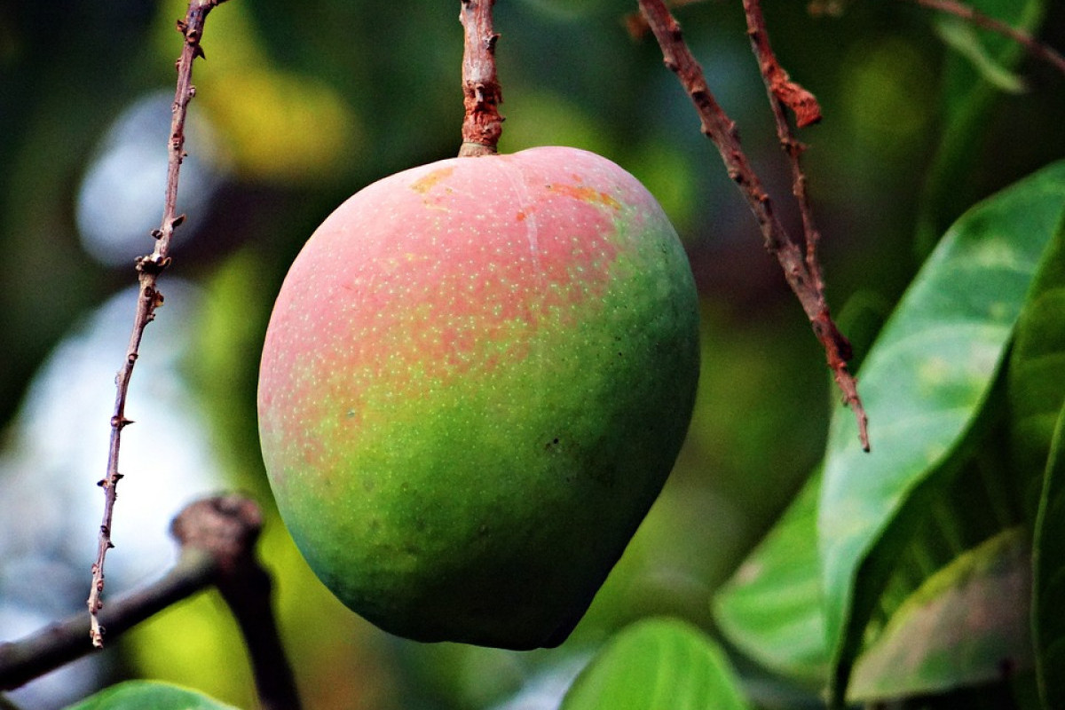 Daftar 5 Wilayah Penghasil Buah Mangga Terbesar di Kabupaten Klaten Berdasarkan Data BPS, Bayat dan Delanggu Nomor Berapa?