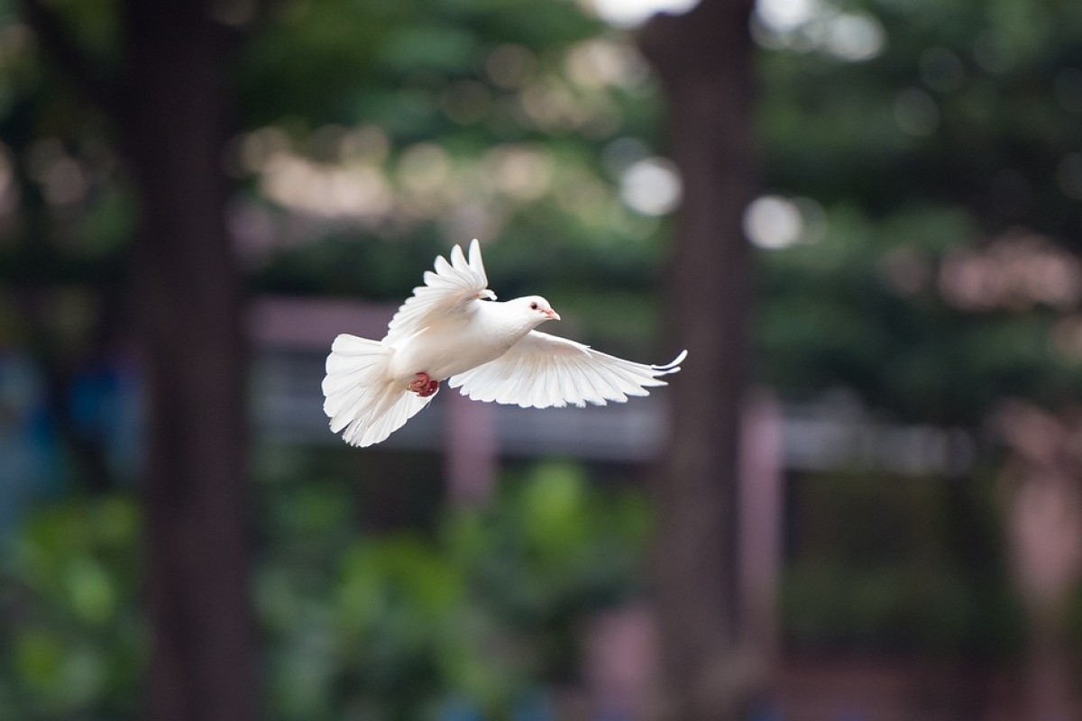 Surga Para Merpati Ternyata ada di Kudus! Bermodalkan Tanah dengan Luas 1.700 Meter Persegi Bisa jadi Wisata Alam yang Jadi Destinasi Baru Bak di Negeri Belanda