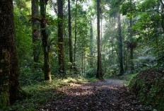 Menyelami Keindahan Desa Seribu Air Terjun di Lereng Gunung Bandung, Nikmati Surga Tanpa Perlu Melewati Kematian