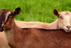 Menjelajahi Potensi Peternakan yang Menakjubkan di Magelang yang Bisa Hasilkan Ribuan Ekor Hewan tapi Bukan kambing Ataupun Sapi, Melainkan....