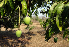 Terungkap 5 Daerah Penghasil Buah Mangga Terbesar di Klaten Jawa Tengah, Kecamatan Tulung Kalah Telak Hanya Bisa Hasilkan 10.560 kuintal Saja