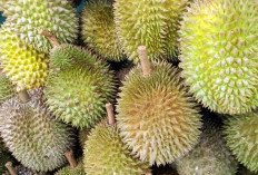 FIX Tidak Bisa Diganggu Gugat! Di Jombang Suguhkan Hasil Panen Durian Paling Melimpah, 3 Daerah Diidentifikasikan jadi Penghasilnya, Kesini Wajib Coba!