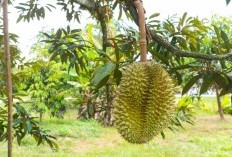 Desa Wisata Trenggalek Torehkan Prestasi Gemilang, Menangkan Kompetisi ADWI  dan Memiliki Kebun Durian Terluas Se-Asia Tenggara, Aroma Semerbak Durian Jadi Rezeki Bagi Warganya 