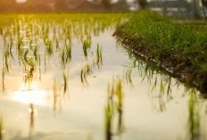 Heboh! Rencana Strategis Tanjung Selor sebagai Ibu Kota Provinsi dan Kabupaten dalam Proses Perencanaan, 6 Kecamatan Siap Bergabung Merealisasikan Pembangunan Wilayah Baru.