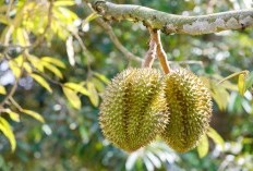 Dinobatkan Sebagai Desa Wisata Dengan Kebun Durian Terbesar Se-Asia Teenggara, Desa di Trenggalek Harumkan Nama Desanya Dengan Aroma Semerbak Si Raja Buah 