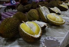 Juara 1 2 3 Penghasil Durian Terbesar dan Terenak di NTB Kalahkan Jawa? Rangling Satu Bukan Sumbawa atau Bima Tapi Daerah Ini!