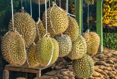 Juaranya TOP 3 Rajanya Penghasil Durian King Terbesar di Sumatera Selatan Ada di Daerah Ini!