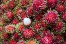 Legok Raih Gelar Penghasil Terbanyak Yuk Intip Raja Rambutan yang ada di Kabupaten Tangerang