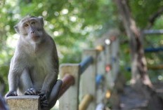 GAWAT! Banyumas Segera Pecah Jadi 3, Dimana Ajibarang Kini Diperebutkan dengan Daerah Baru yang Memiliki Luas 607,35 Km2