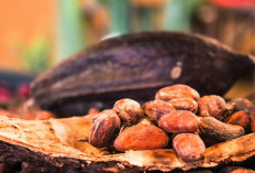 Kejutan! Sulawesi Tenggara Bukan Satu-satunya, Ini Provinsi Penghasil Kakao Terbanyak di Indonesia, Ternyata dari Sini?