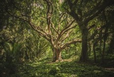 Kampung Jurang Jero Salah Satu Desa Tersepi di Jawa Tengah Tepatnya di Banjarnegara Dengan View Hutan yang Indah Sayang Cuma Dihuni 7 Rumah, Kenapa?