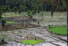 Pesona Kota Sejuta Air Terjun di Sumatera Selatan, Yang Terkenal dengan Kota Mpekpeknya, Mari Sambut Kota Hasil Pemekaran Baru Kota Pagar Alam