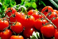 Pujer Atau Sumberwringin Pemenangnya? 5 Kecamatan Penghasil Tomat Terbanyak di Bondowoso, Jumlahnya Gak Main-Main Tembus 4.411 Kuintal