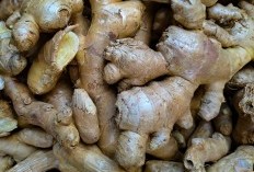 Jejak Aroma Rempah Jahe Terbesar di Jantung Jawa Tengah ada di Purworejo dengan 3 Kecamatan yang Mampu Menghasilkan 247.000 Kg Jahe