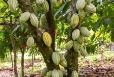 Bukan Sulawesi Tengah Pemenangnya, Melainkan Ini, Hasilkan Kakao Hingga 720.660 Ton