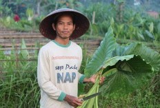 4 Kabupaten di Jawa Barat Bikin Provinsi! Majalengka Siap Digoyang Bareng Kuningan, Akankah Jabar Bubar Usai Ditinggalkan?